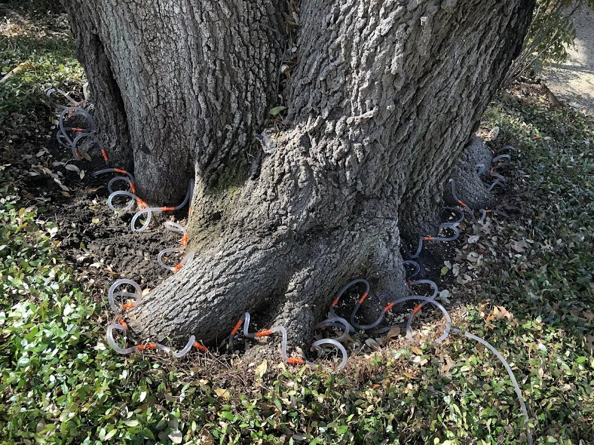 Detailed Tree Cabling and Bracing job site in New Orleans