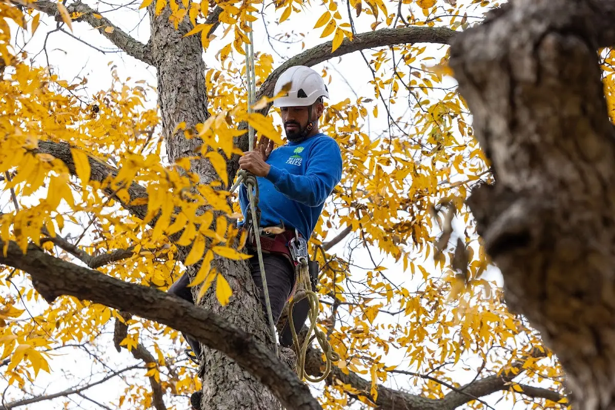 Skilled Tree Planing crew working in New Orleans